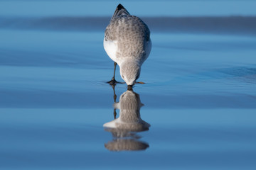 Sanderling Being Mirrored in the Water while Eating