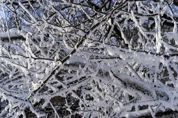 Snow on tree branches