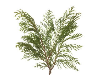 green Pine branch isolated on white background.