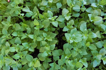 Basil plant for sale at the market.