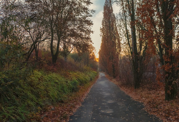 A walk to the woods on a dusky morning