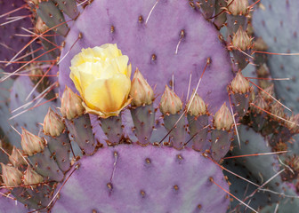 The first of many yellow flowers has bloomed on a purple prickly pear cactus.
