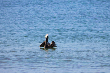 Pelican floating in the Gulf of Mexico. Lone pelican against a background of blue water.