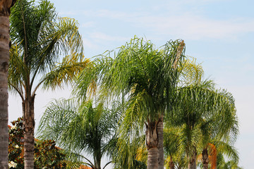 Tops of palm trees against a blue sky with light cloud, Madeira Beach, Florida