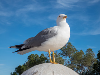 Seegull on the background of blue sky