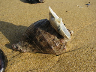 shell on the beach