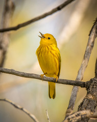 Singing Yellow Warbler