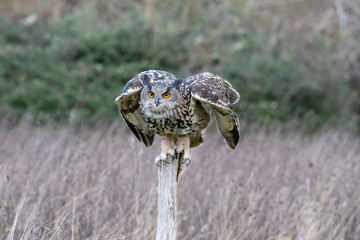 Portrait of an Eurasian eagle owl (Bubo bubo) sitting on a post field in Gloucestershire (trained bird)