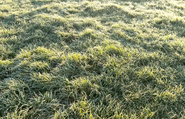 Frosrt grass field background