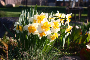 A large number of narcissuses look brightly and contrastly in beams of the morning sun.