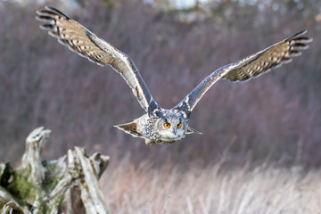 Eurasian eagle owl (Bubo bubo) flying over a field in Gloucestershire (trained bird)