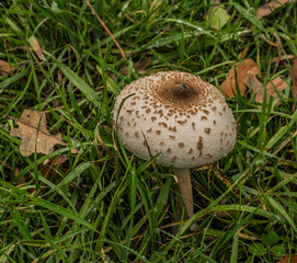 Macrolepiota procera mushroom on green meadow in autumn day