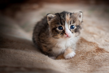 cat with blue eyes