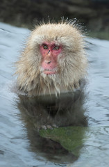 Snow monkey. The Japanese macaque ( Scientific name: Macaca fuscata), also known as the snow monkey.