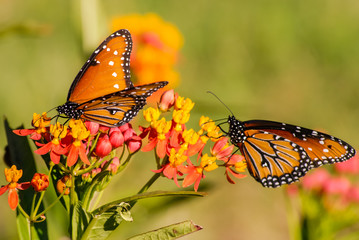 Monarch Butterfly  (Danaus plexippus)
