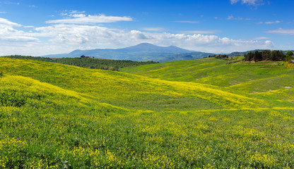 Tuscany hills landscape with yellow fields