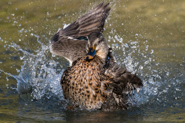 Mallard bathes on a lake in autumn