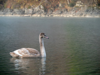 Brown swan in misty lake near Hohenschwangau, Germany.