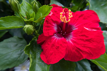 Beautiful red Hibiscus flower and buds.