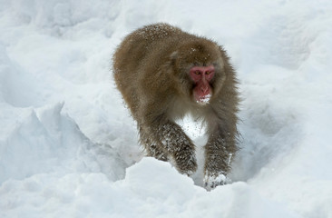 The Japanese macaque walking on the snow. Scientific name: Macaca fuscata, also known as the snow monkey. Winter season. Natural habitat.