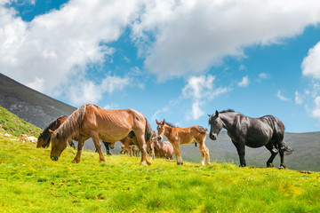 Naklejka na ściany i meble horses at mountain pasture