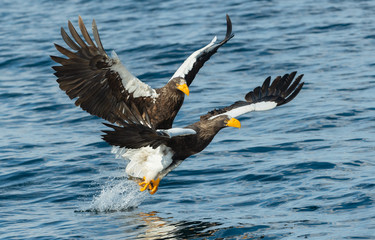 Adult Steller's sea eagles fishing. Scientific name: Haliaeetus pelagicus. Blue ocean background....
