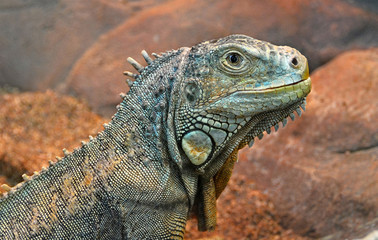 Green iguana. Large lizard. South American reptiles. Wildlife.
