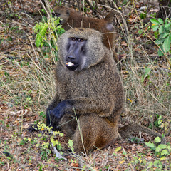 Monkey in a bush. Baboon eats fruits. Close up. African wildlife. Amazing image of a wild animals in natural environment. Awesome portrait of olive baboon.