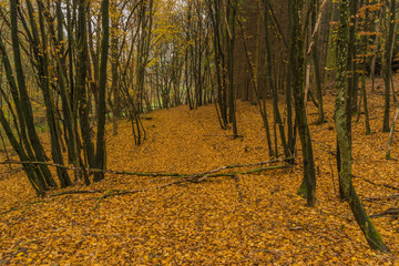 Obraz premium Dark color autumn forest with leaf trees near Luhacovice town