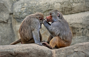 Hamadryas baboons. Two baboons sit on a rock and take care of each other. Wildlife. Close-up portrait. Wild animals.