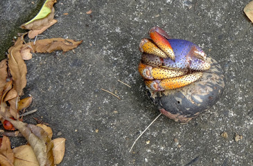 Martinique is a nice caribbean island