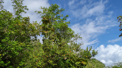 Martinique is a nice caribbean island