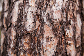 Texture of pine bark. Tree or pine in the forest. Background of tree bark.