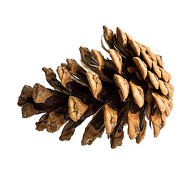 Brown pine cone on white background with clipping pass