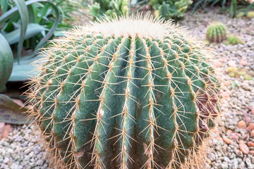 Naklejka na ściany i meble Close up of a golden barrel cactus