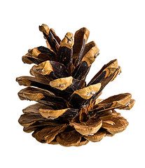 Brown pine cone on white background with clipping pass