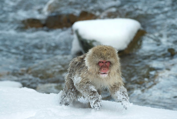 Running Japanese macaque. Near natural hot spring. The Japanese macaque ( Scientific name: Macaca fuscata), also known as the snow monkey. Natural Habitat. Japan.