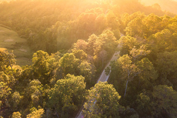Sunset in the forest