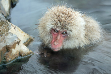 Fototapeta premium Snow monkey. The Japanese macaque ( Scientific name: Macaca fuscata), also known as the snow monkey.