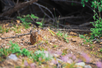 Naklejka na ściany i meble Pika rodent on ground in highlands. Small curious animal on colorful hill. Little fluffy cute mammal in mountain picturesque terrain near plants. Small mouse with big ears. Little nimble pika.