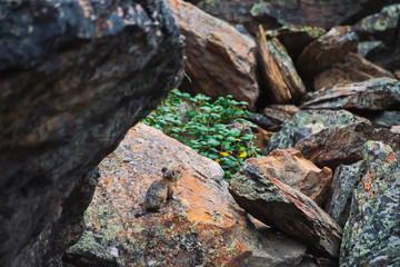 Pika rodent on stones in highlands. Small curious animal on colorful rocky hill. Little fluffy cute mammal on picturesque boulders in mountains. Small mouse with big ears. Little nimble pika.