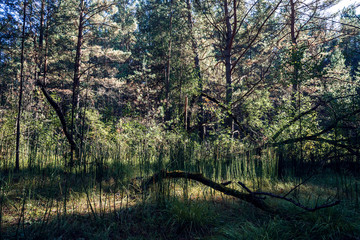 Gloomy atmosphere in dark conifer forest. Dry snag on background of high firs and pines. Coniferous trees in shadow. Eerie atmospheric landscape in horror in green dark tones. Sunlight among branches.