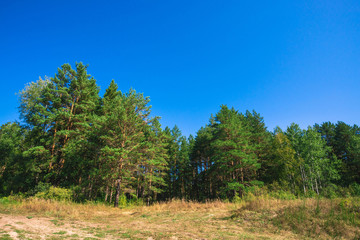 Fototapeta premium Meadow in conifer forest in sunny day. Glade among coniferous trees in sunlight. Rich vegetation under blue clear sky. Beautiful majestic picturesque nature. Wonderful green landscape in earthy tones.