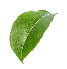 Apple leaf isolated on white background with clipping path