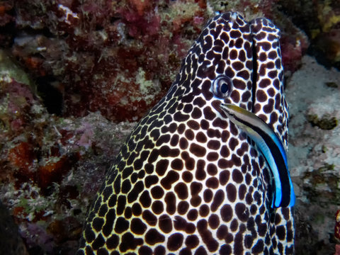 A Honeycomb Moray (Gymnothorax favagineus) being attended to by a Bluestreak Cleaner Wrasse (Labroides dimidiatus) in the Indian Ocean