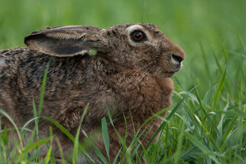 portrait of a wild brown hare