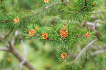 Young shoots of pine in early spring.