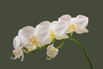 Obraz premium Sprig of white orchids isolated on green background with clipping path