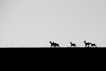 Fototapeta na wymiar silhouettes of running deer