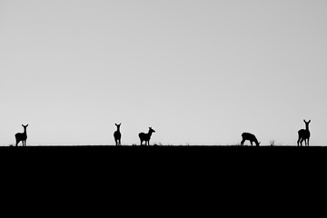 Fototapeta na wymiar Silhouettes of deer on the field